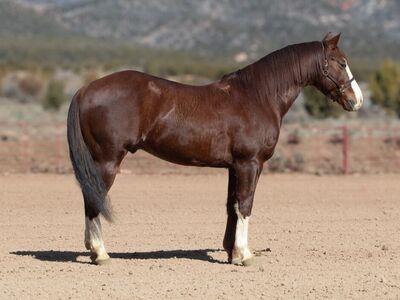 Metallic Cat/Shining Sparks Stud