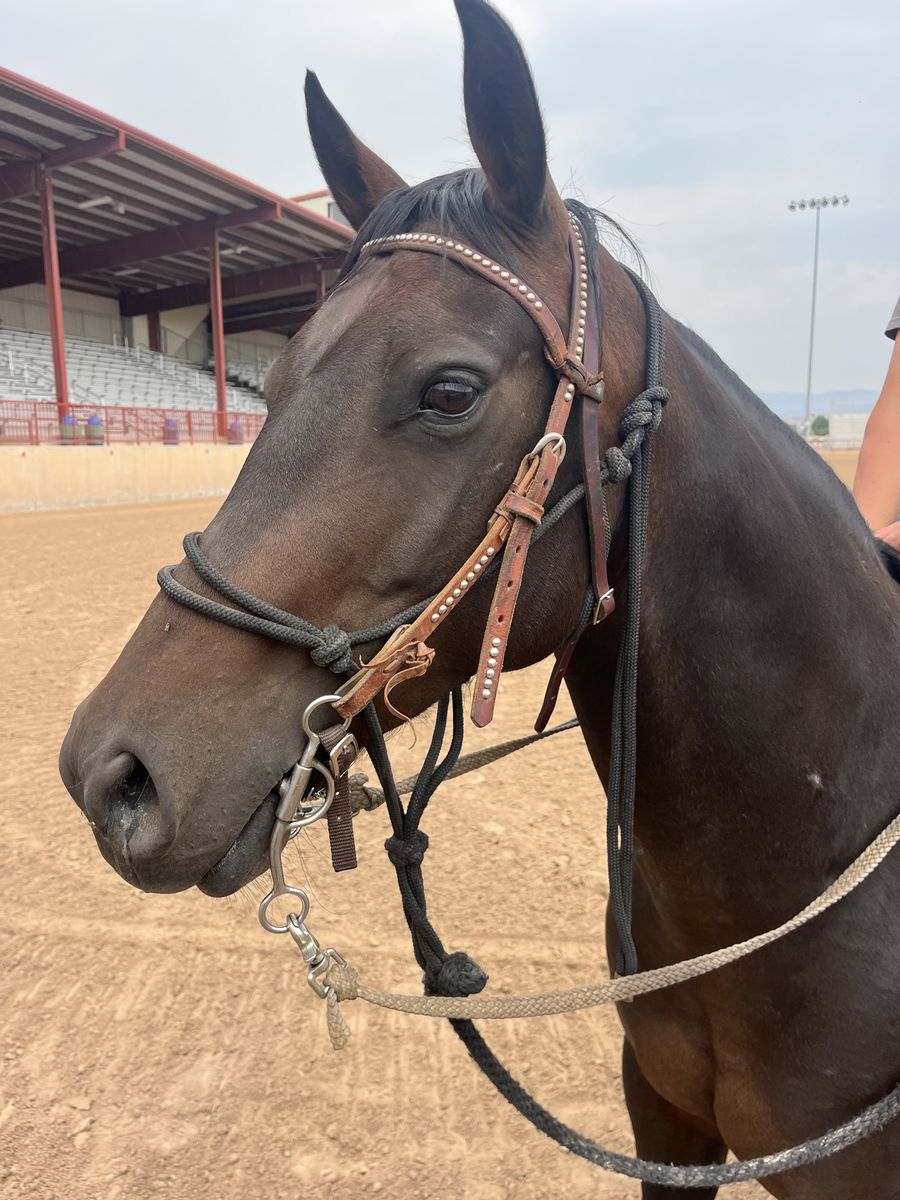Quarter horse mare, grade