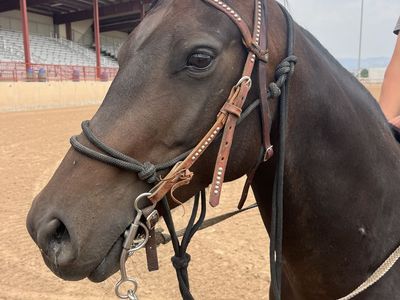 Quarter horse mare, grade