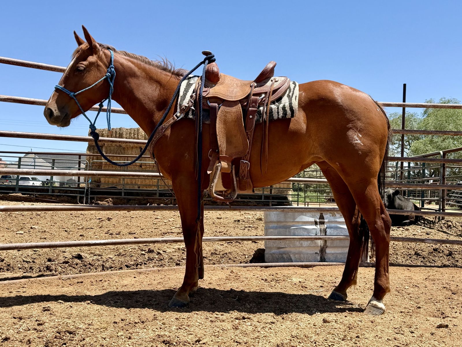 2 year old AQHA filly.