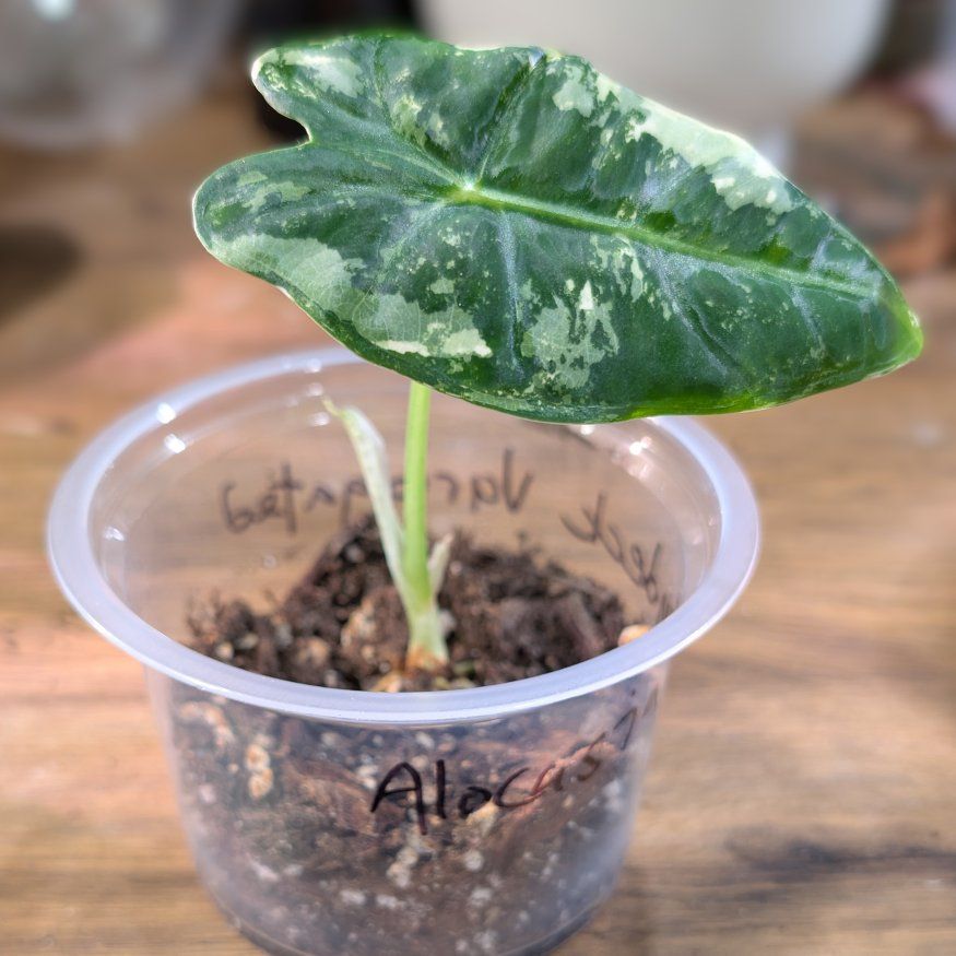 Alocasia Variegated Frydek Pup #2