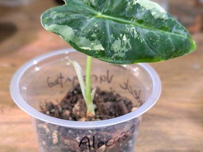 Alocasia Variegated Frydek Pup #2