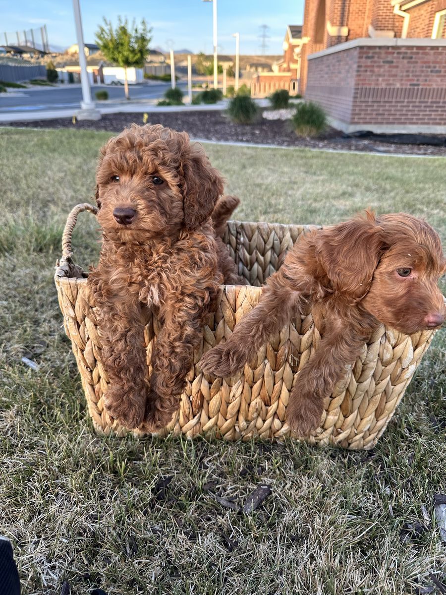 Mini Goldendoodle F2b - 2 Females - only $500 each
