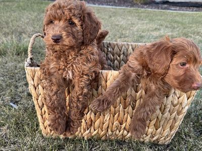 Mini Goldendoodle F2b - 2 Females - only $500 each