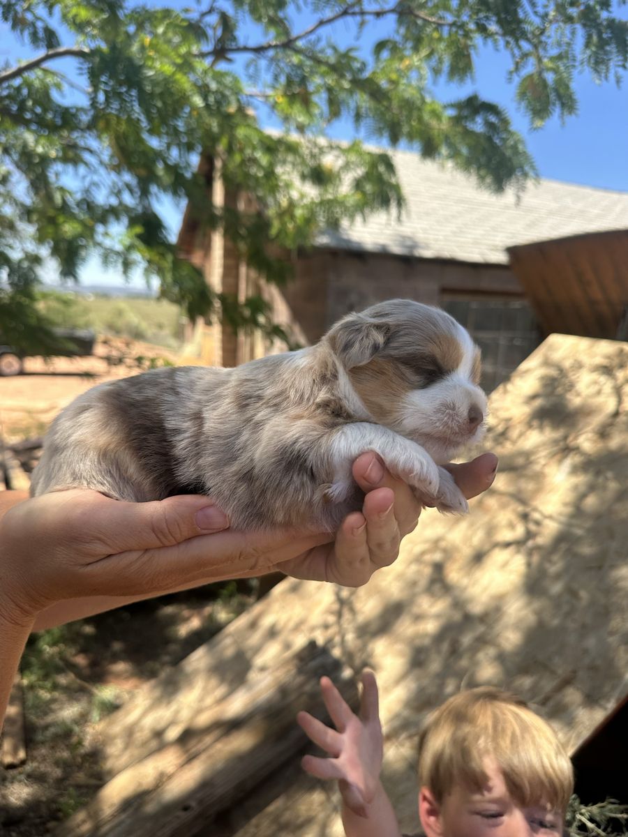 Auss-Tzu puppies