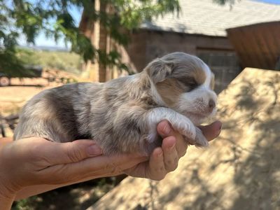 Auss-Tzu puppies