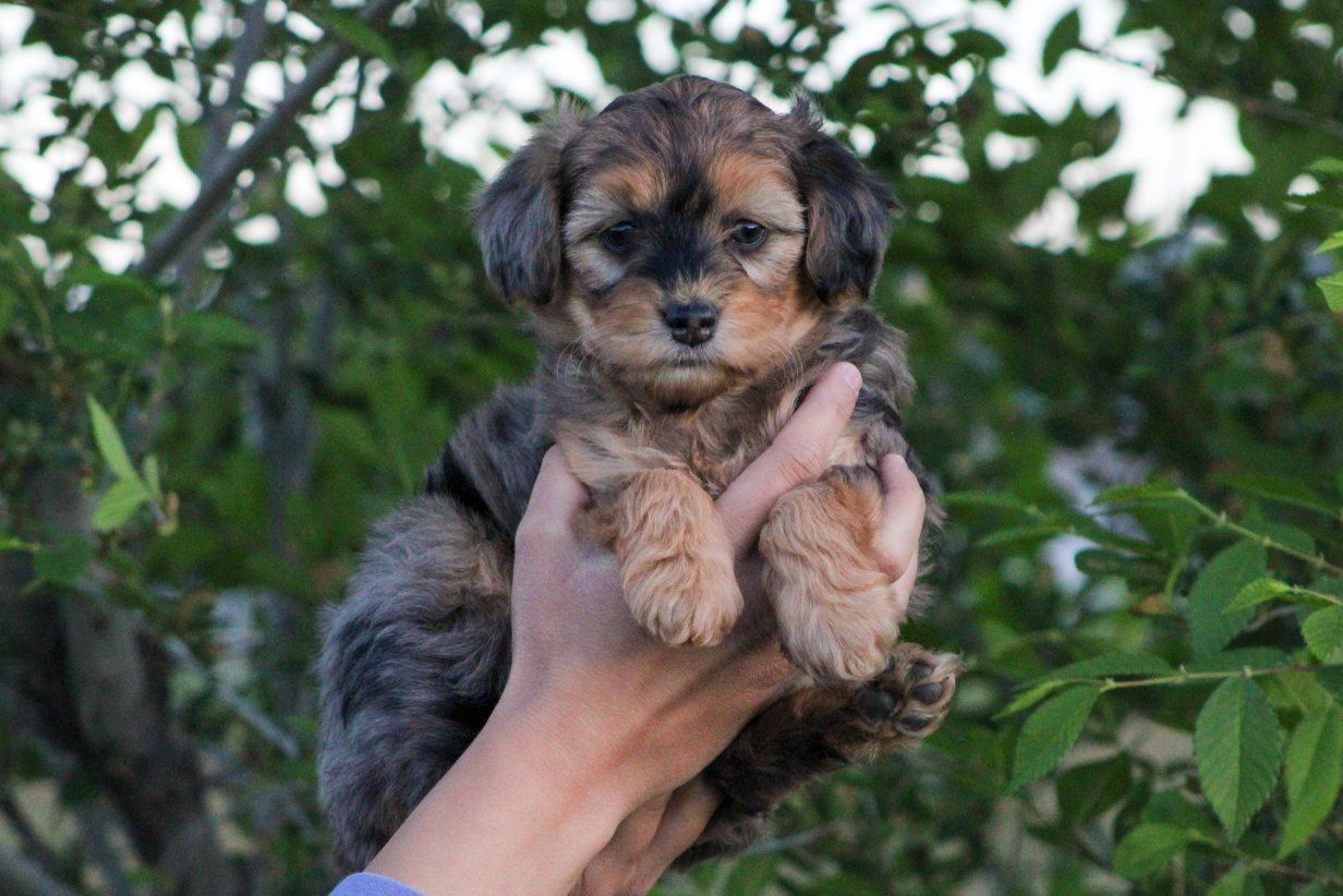 Mini Golden Aussiedoodles