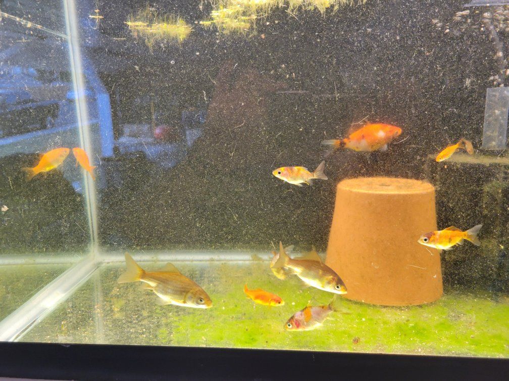 free Assorted Goldfish & Comet Pond Fish - Healthy, Various Sizes for Pond or Aquarium