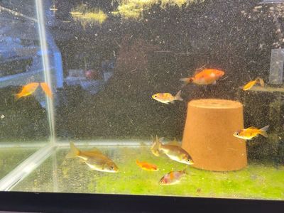 free Assorted Goldfish & Comet Pond Fish - Healthy, Various Sizes for Pond or Aquarium