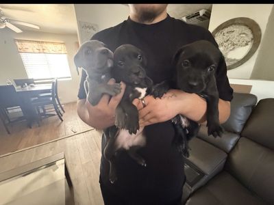 Cane corso X Pitbull READY NOW