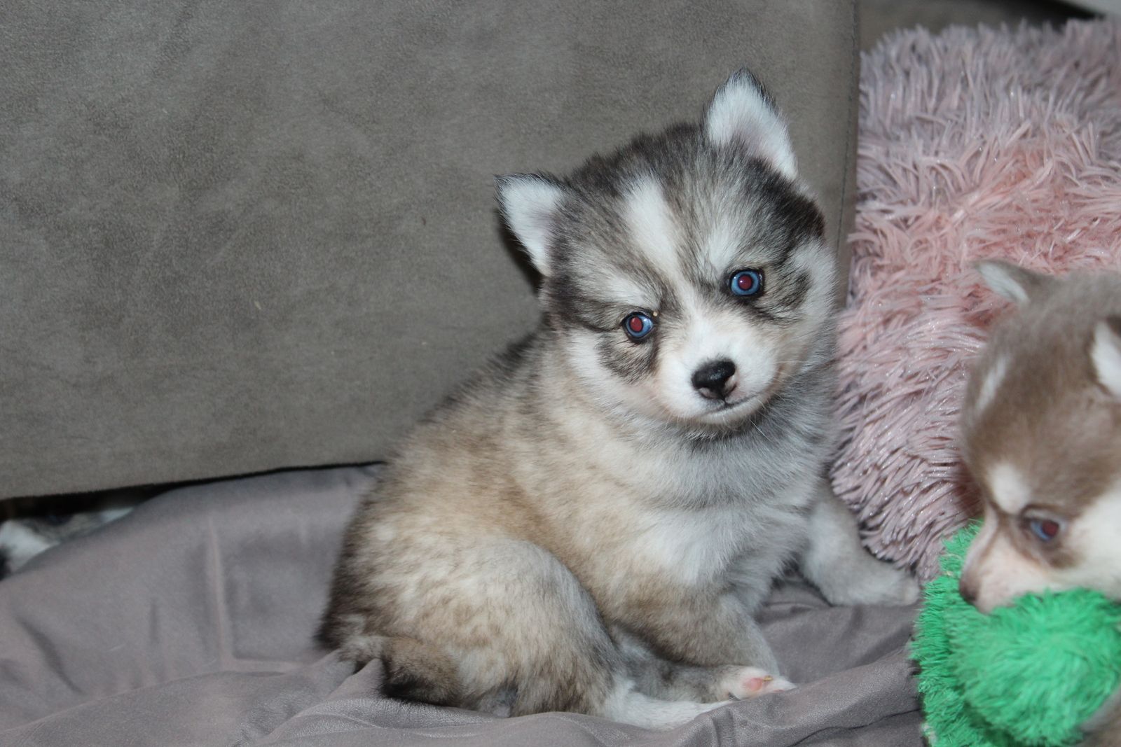 Gorgeous Pomsky Puppies