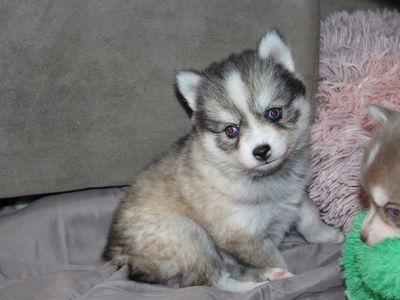 Gorgeous Pomsky Puppies