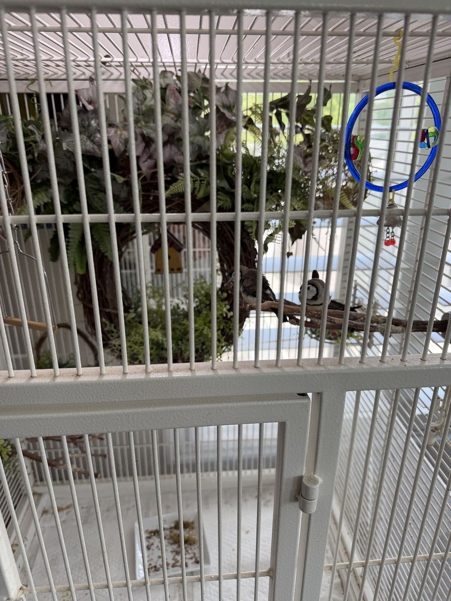 Complete Aviary set-up
