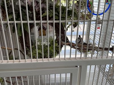 Complete Aviary set-up
