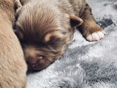 Purebred Australian Shepherd Puppies ONE LEFT!