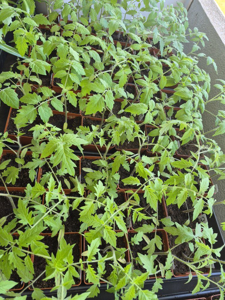 Garden Vegetable Starts