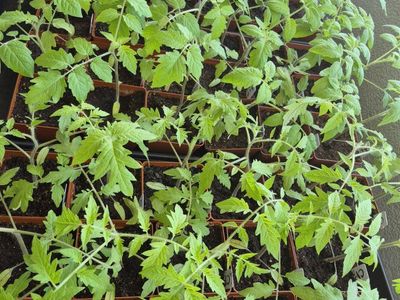 Garden Vegetable Starts (Updated 05/29/26