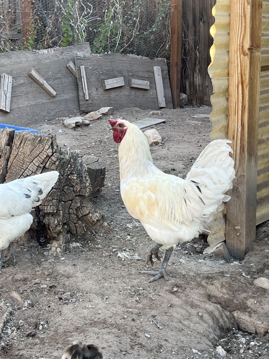 White Rooster for Sale - Healthy & Active Poultry