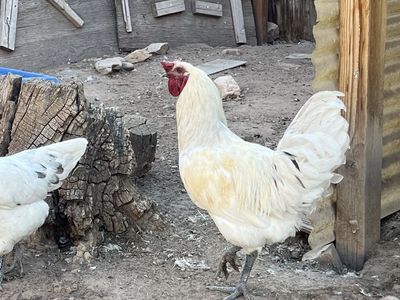 White Rooster for Sale - Healthy & Active Poultry
