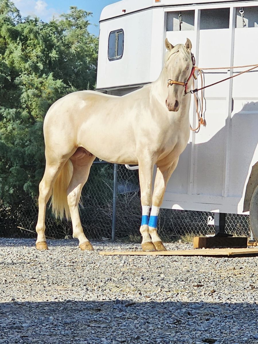Andaluz/ Quarter horse Palomino / Cremello Stallion Colt 2 years and 7 months