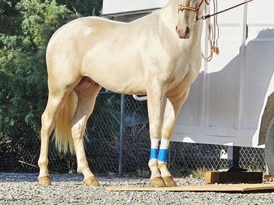 Andaluz/ Quarter horse Palomino / Cremello Stallion Colt 2 years and 7 months