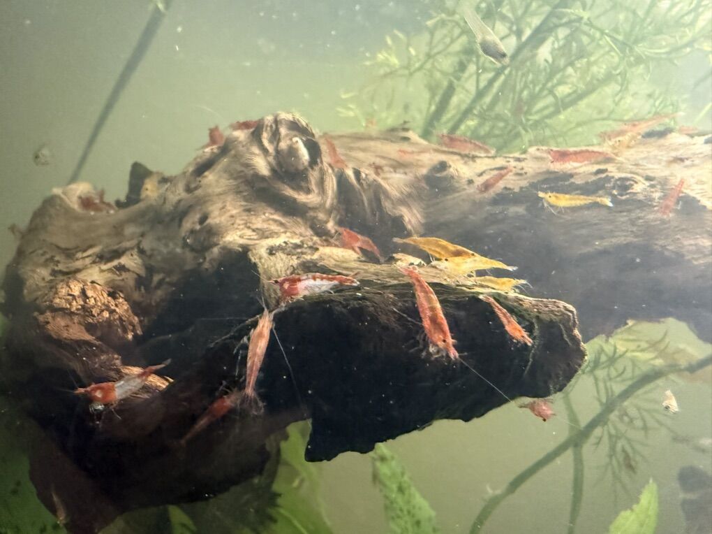 Gorgeous Neocaridina Davidi Shrimp
