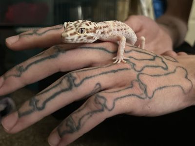 Leopard Gecko