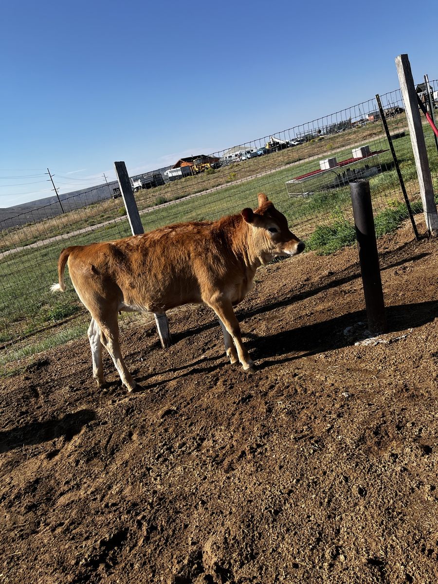 6 month old purebred jersey heifer