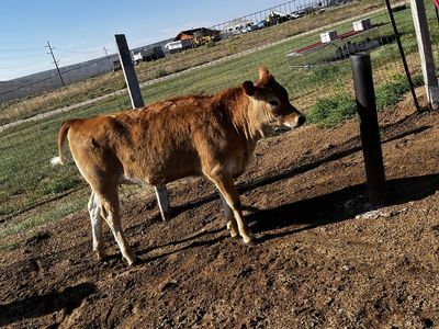 6 month old purebred jersey heifer