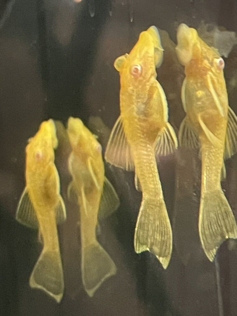 Albino Bushy-Nose Pleco
