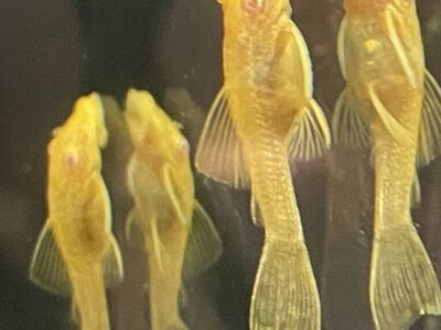 Albino Bushy-Nose Pleco