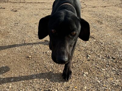 Best hunting dog ever