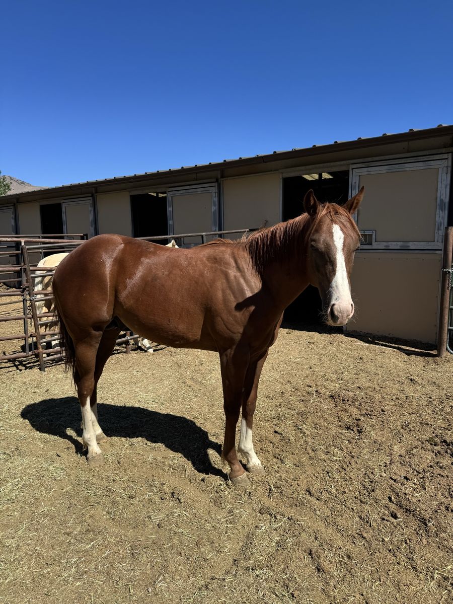 AQHA Yearling Colt-gorgeous and friendly!