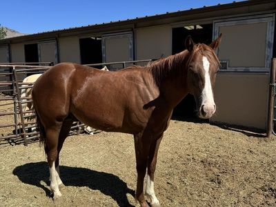 AQHA Yearling Colt-gorgeous and friendly!