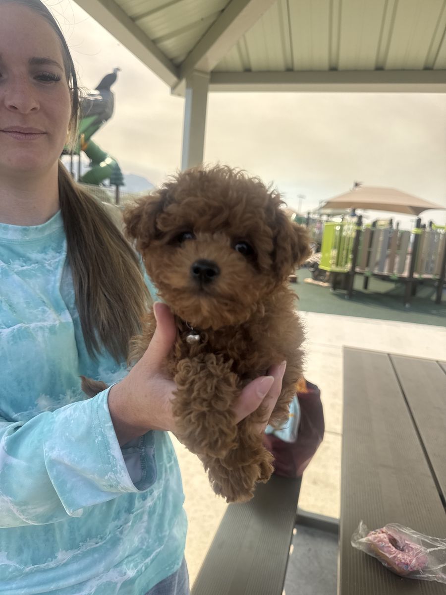 Adorable Toy Maltipoo Puppy - Ready for a Loving Home! Male