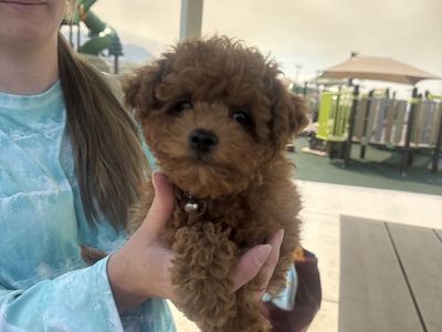 Adorable Toy Maltipoo Puppy - Ready for a Loving Home! Male