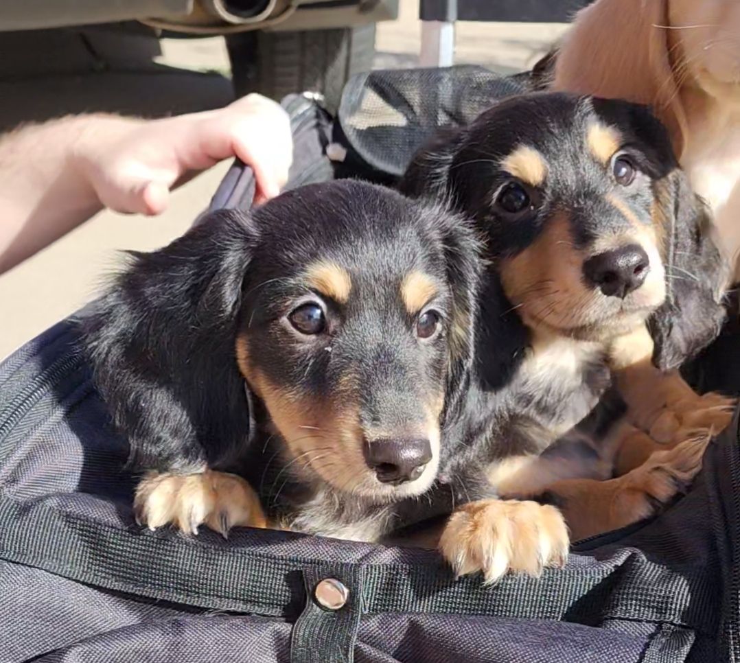 LAST 2 Black & Cream Longhaired Dachshunds