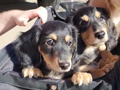 LAST 2 Black & Cream Longhaired Dachshunds