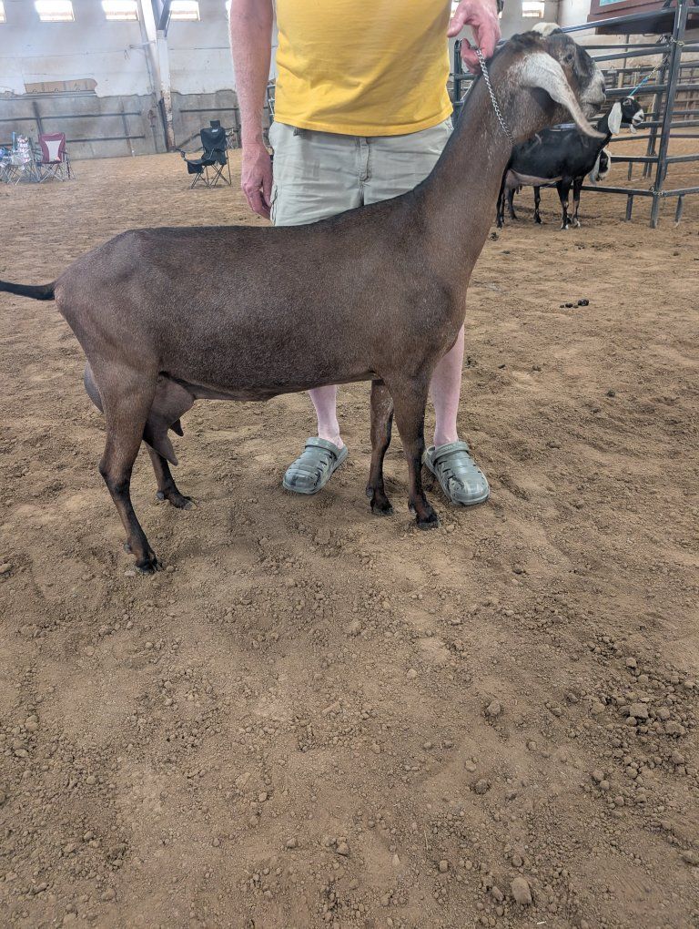 Registered American Nubian milk goat