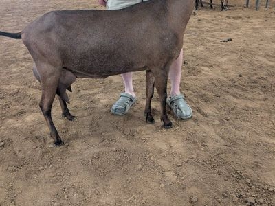 Registered American Nubian milk goat