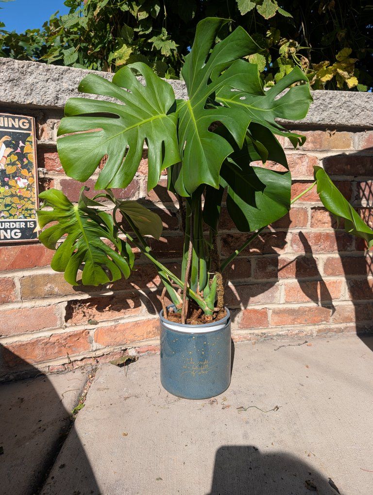 Monstera Deliciosa Potted Houseplant with Moss Pole