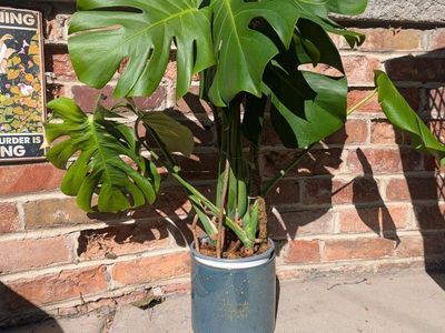 Monstera Deliciosa Potted Houseplant with Moss Pole