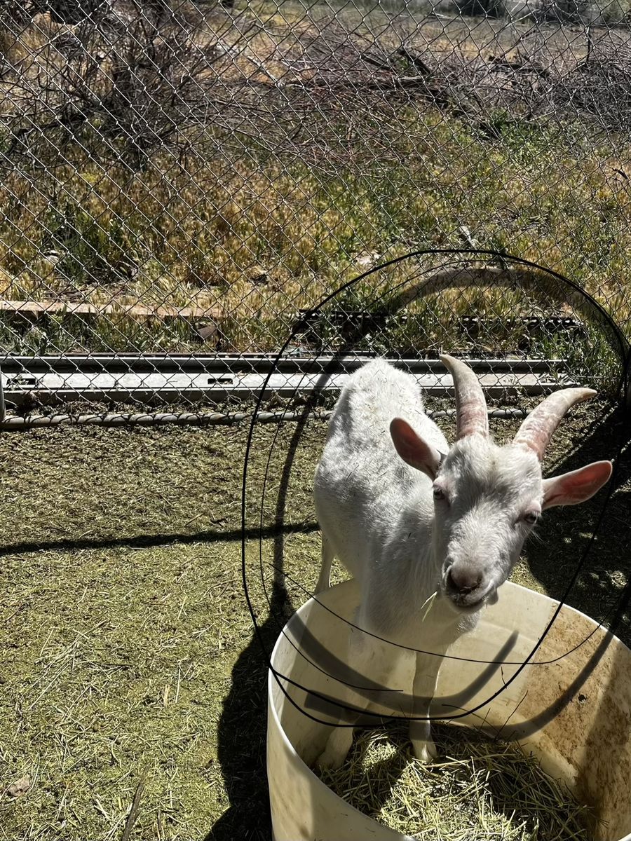 Friendly White Goat - Well-Socialized, Farm-Raised Pet or Companion Animal