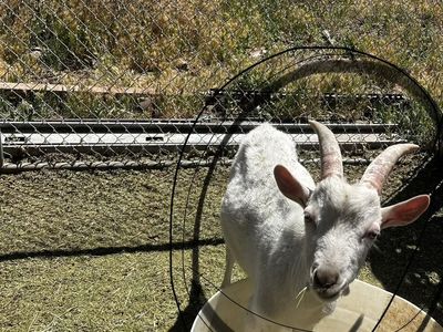 Friendly White Goat - Well-Socialized, Farm-Raised Pet or Companion Animal