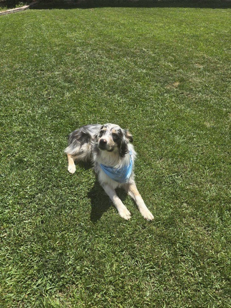 Male Australian Shepherd