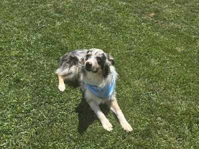 Male Australian Shepherd
