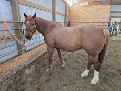 Talented small mare