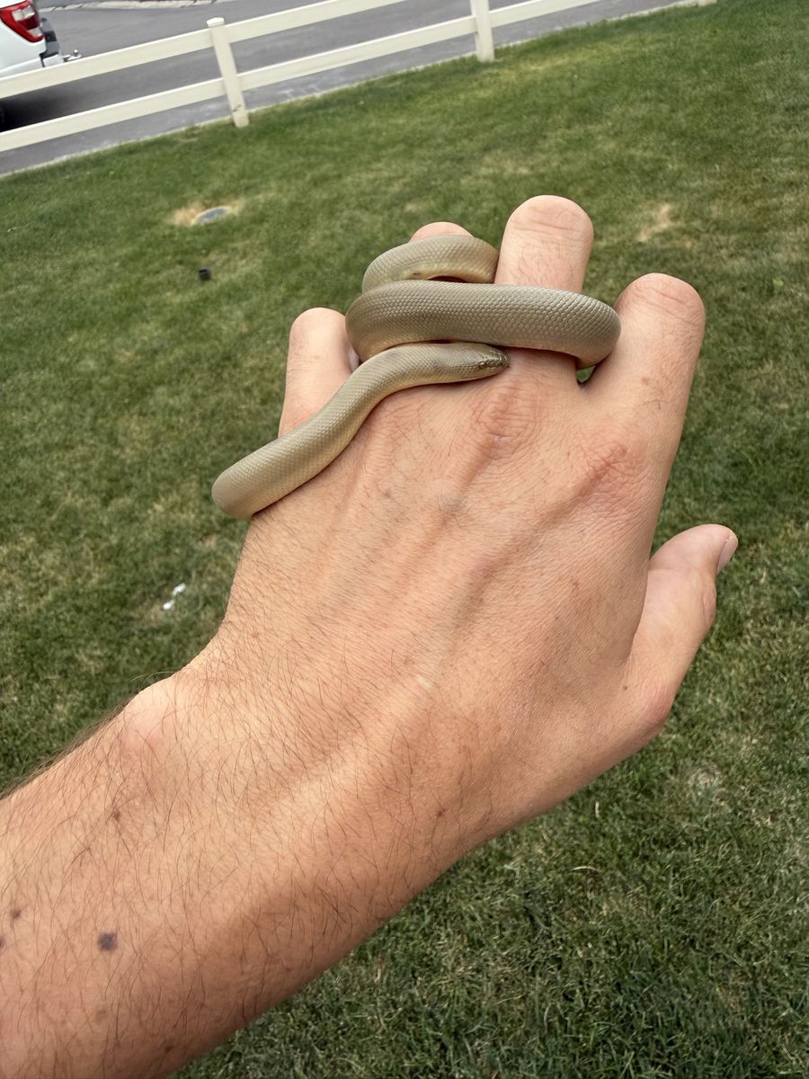 Rubber boa