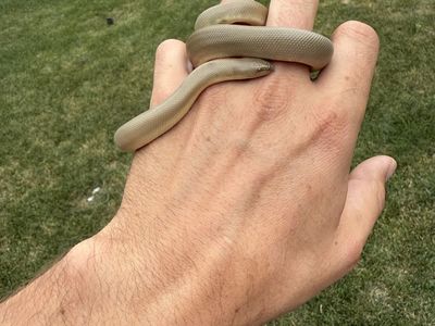 Rubber boa