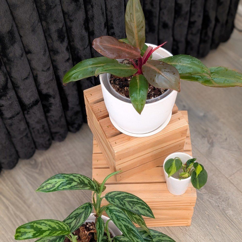 Houseplant Bundle